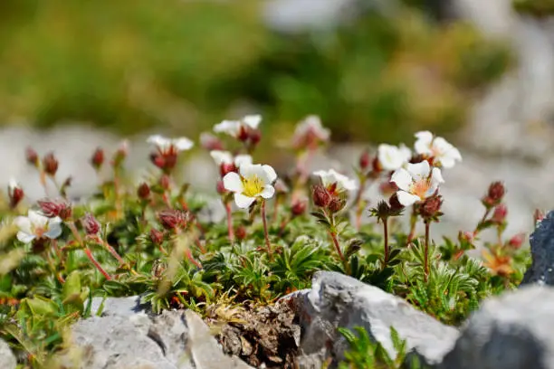 Saxifraga (Steinbrech) in the lower austrian alps