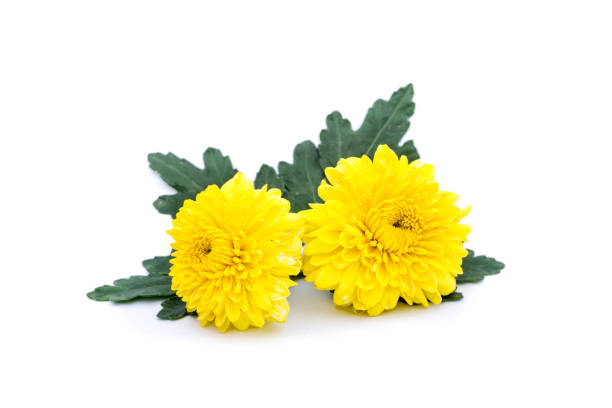 istock yellow chrysanthemum isolated on white background 1213543801