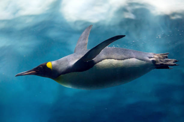 istock Penguin diving under ice, underwater photography. 1213543809