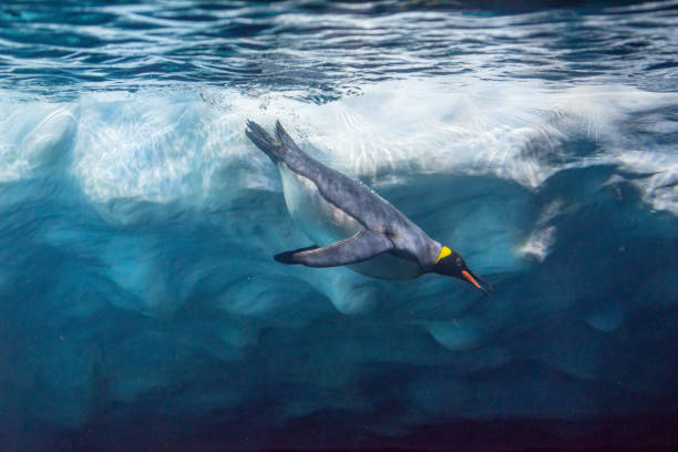 Penguin diving under ice, underwater photography.