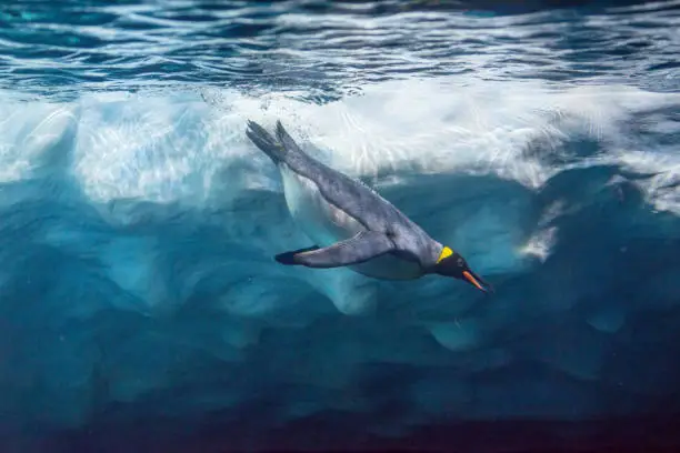 Photo of Penguin diving under ice, underwater photography.