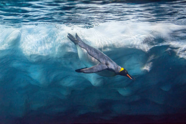 penguin diving under ice, underwater photography. - emperor imagens e fotografias de stock