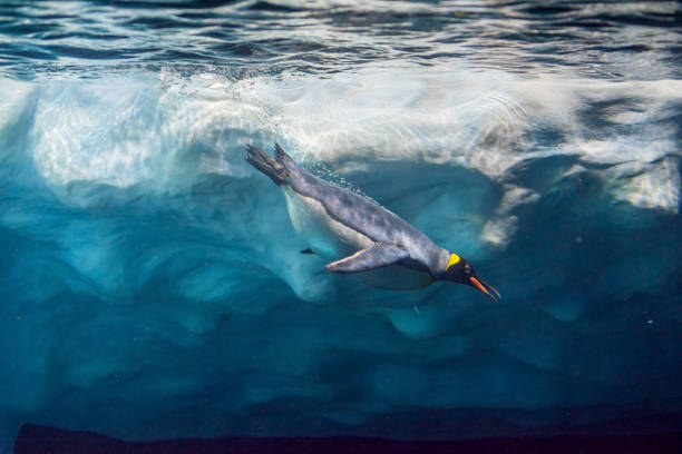 istock Penguin diving under ice, underwater photography. 1213543958