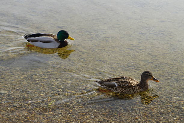 istock Free running ducks on a meadow and in a lake 1213544304