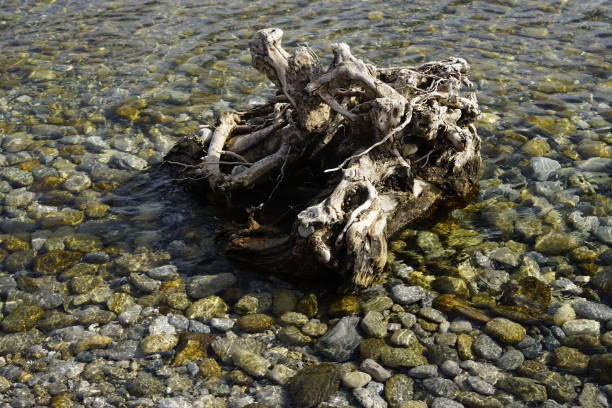 istock Rootstock at the beach of the Bodensee 1213545778