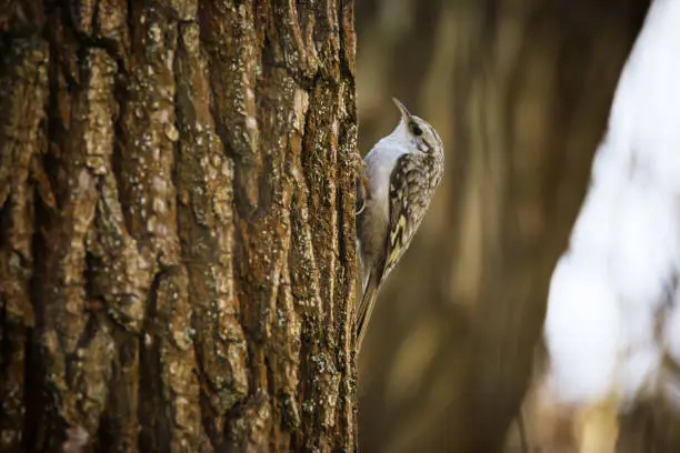 Beautiful bird of Eurasian treecreeper sitting on tree trunk on nature background