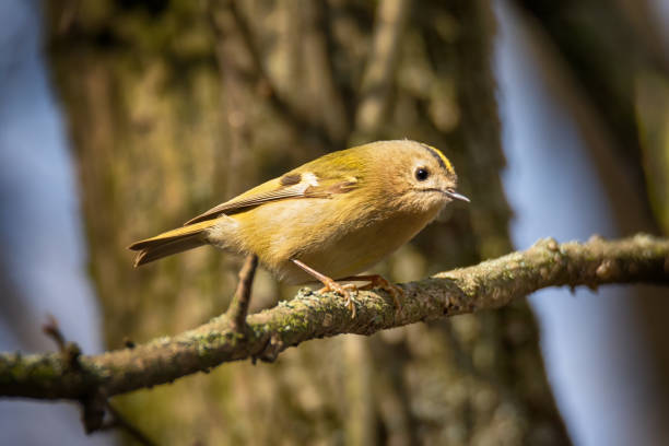 Small bird Kinglet sitting on tree branch Beautiful bird of kinglet sitting on tree branch on nature background regulidae stock pictures, royalty-free photos & images