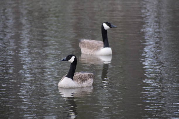 Two birds swimming in water