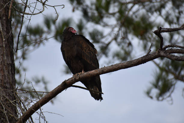 istock Turkey buzzard vulture bird on branch 1213550856