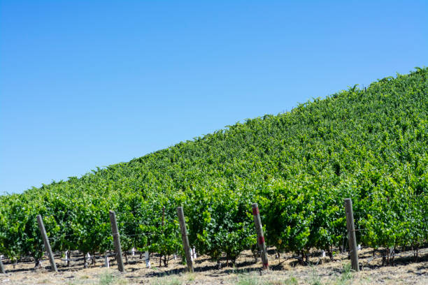 istock USA, California, Paso Robles, vineyard 1213551524