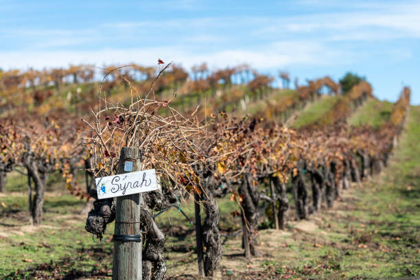 Fall color in the vineyards, Temecula, California