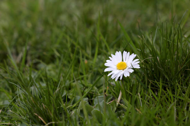 istock Chamomile flower blooming on a meadow, selective focus 1213553844