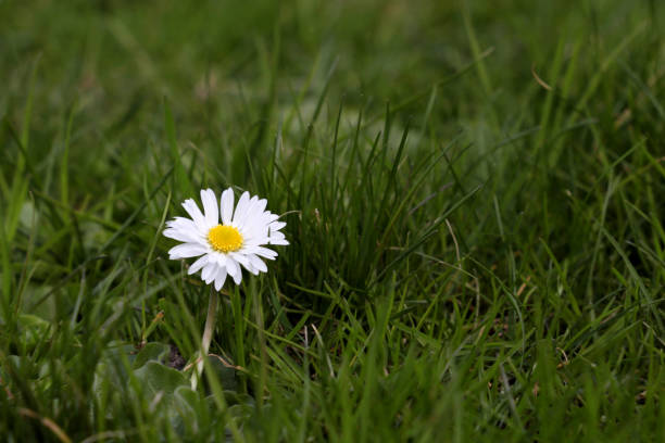 istock Chamomile flower blooming on a meadow, selective focus 1213553845