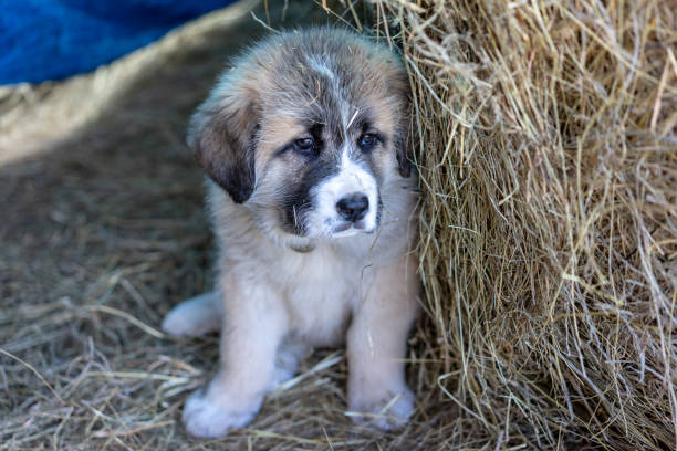 Puppy sitting on straw - little Mastiff dog