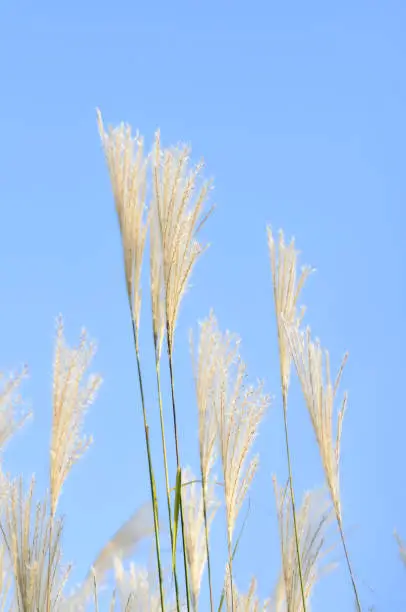 Amur silvergrass (Miscanthus sacchariflorus), is a genus of African, Eurasian, and Pacific Island plants in the grass family. Tall grass flowering in August against the backdrop of a clear blue sky. Summer time.