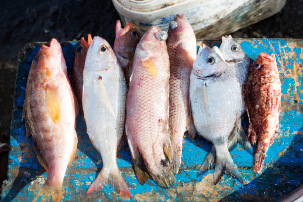 istock Colourful selection fish Essaouira, Morocco 1213555368