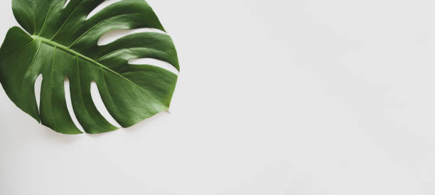 istock Monstera leaf background panoramic. Tropical jungle palm leaves on pastel background. Copy space. summer minimal background flat lay, view from top 1213555392