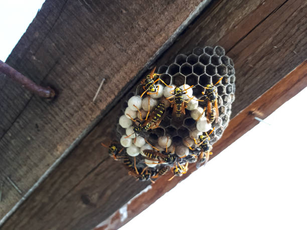 istock Wasps are polys, nest wasps on board under the roof. 1213555674