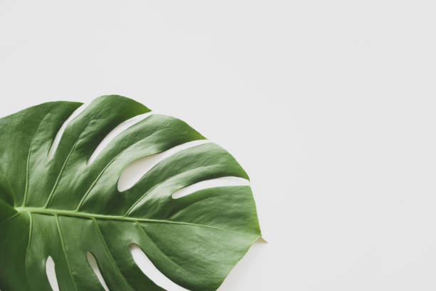istock Monstera leaf background. Tropical jungle palm leaves on pastel background. Copy space. summer minimal background flat lay, view from top 1213556094