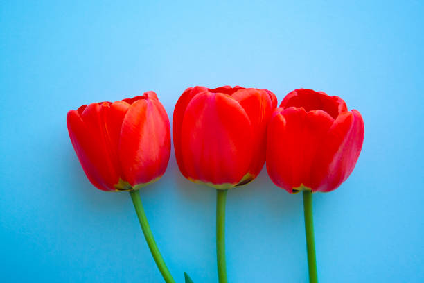 istock Beautiful red tulips top view on trendy 2020 blue background with copyspace. Celebration, postcard template 1213556104