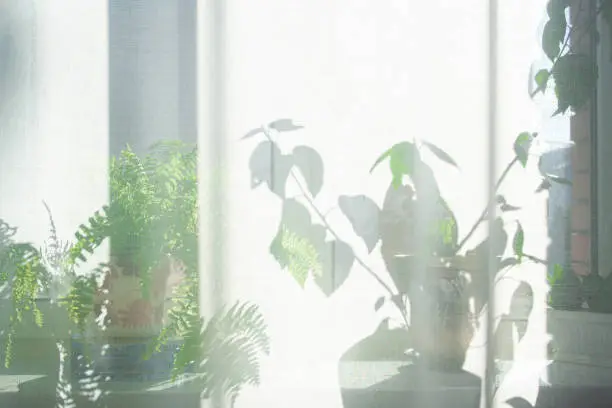 Photo of Sunlight from window into a room thick white curtains. Plants and trees on a windowsill.