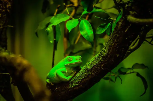 Griffin frog Phyllomedusa frog in green sitting on a branch