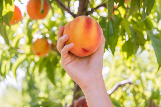 Summer time peach picking Picking fresh peaches from the tree in peach orchard peach tree stock pictures, royalty-free photos & images