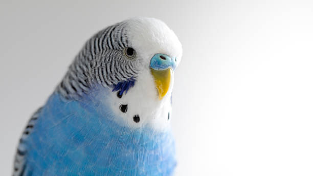 Melopsittacus undulatus. Portrait of blue wavy parrot. Melopsittacus undulatus. Blue wavy parrot on light background, portrait, closeup. echo parakeet stock pictures, royalty-free photos & images