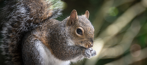 An eastern grey squirrel forages for food.