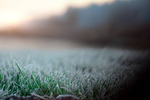 istock Fresh green lawn grass in hoarfrost at dawn 1213558358