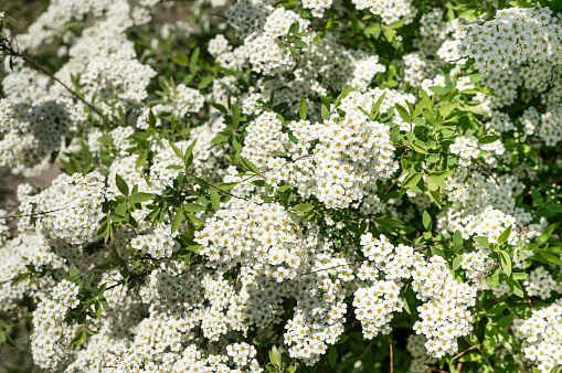 Blooming Spirea. Spiraea hypericifolia. Many white spirea flowers form a magnificent spring background