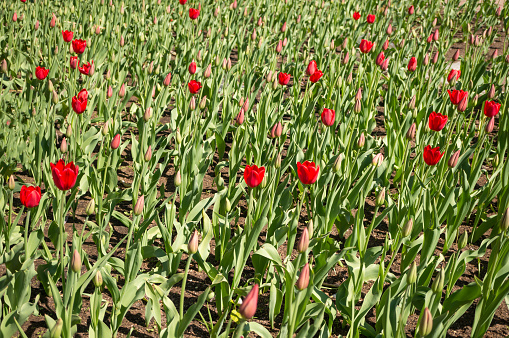 Red white maroon tulip blossom on a flower bed in nature, horizontal natural background postcard banner