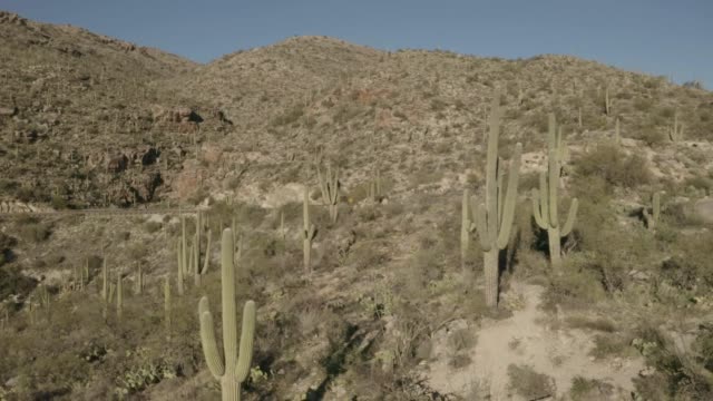 Drone flying backwards through a forest of saguaro cacti in mountainous terrain on Mt Lemmon