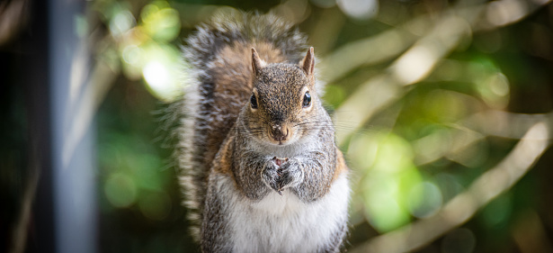 An eastern grey squirrel forages for food.