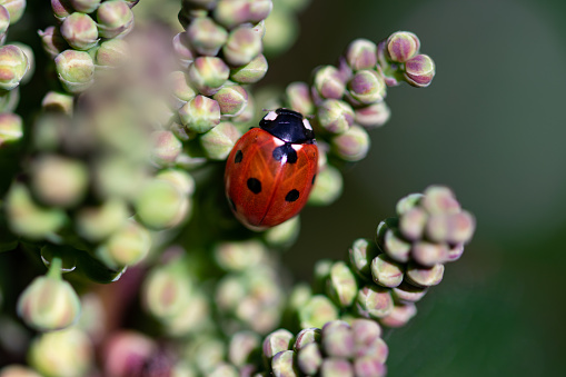 Ladybug ladybird beetle on holly plant grape like flower buds in early spring garden, close up