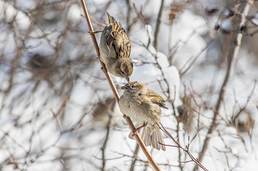 A pair of sparrows sits on the brown branch of a tree in the park in winter