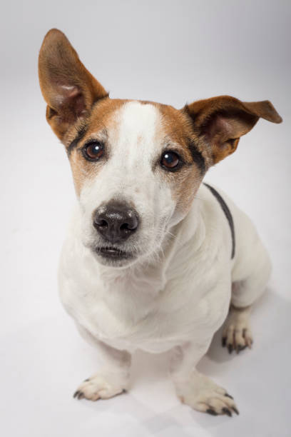 istock Studio portrait of an expressive Jack Russell Terrier dog 1213563417