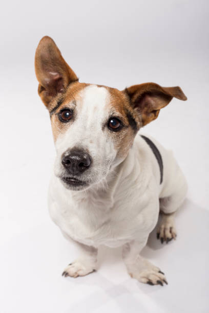 istock Studio portrait of an expressive Jack Russell Terrier dog 1213563515