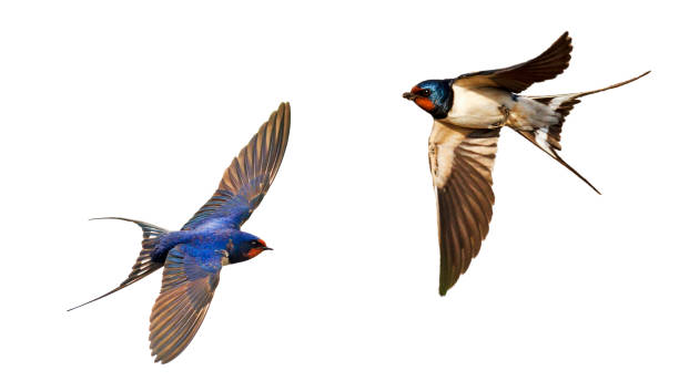 flying swallows isolated on white background flying swallows isolated on white background, wild birds barn swallow stock pictures, royalty-free photos & images