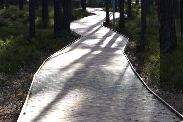 Wood flooring walkway in a forest park