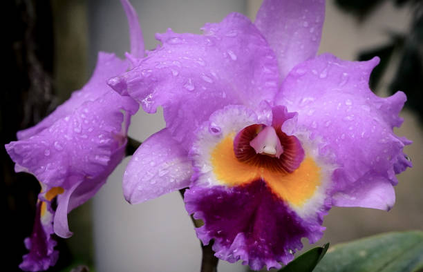 istock A Purple Orchid Flower Blooming 1213565479