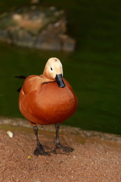 istock Brown duck - Tadorne Casarca 1213566413