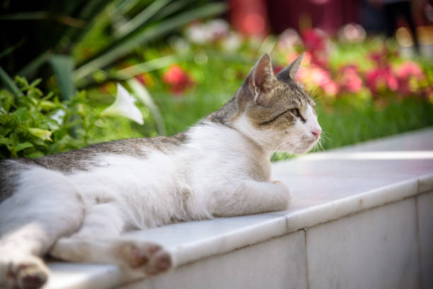 White cat lying down on the stone and enjoying sun with her eyes closed.