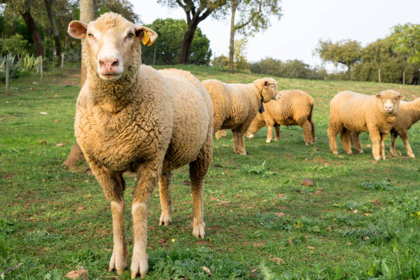 istock Fat Sheep Looking at You 1213567893