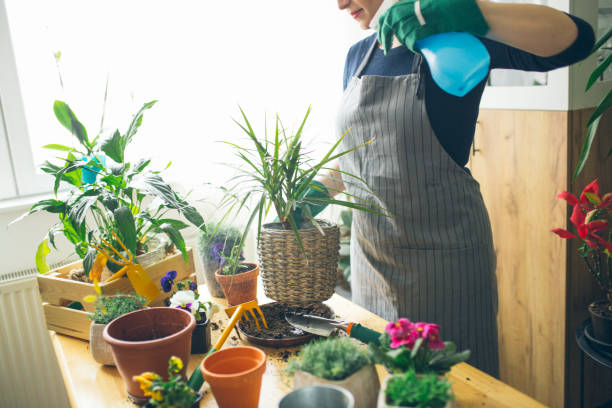 istock Taking care of my house plants 1213567906