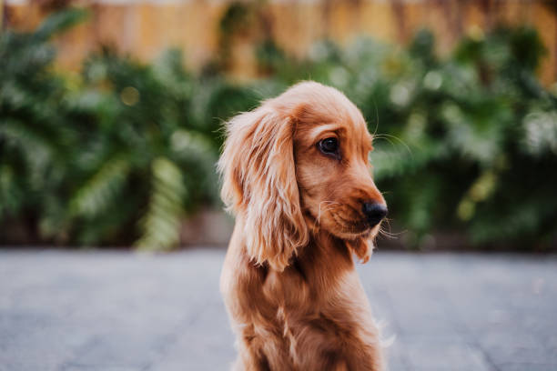 hermoso cachorro de perro cocker sentado al aire libre en la calle - cocker spaniel fotografías e imágenes de stock