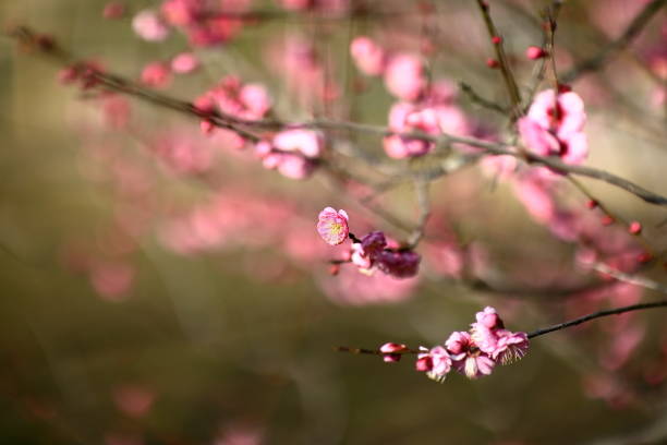 istock Plum in plum garden 1213568595