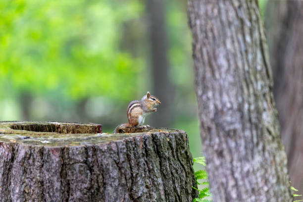 Natural scene from Wisconsin.