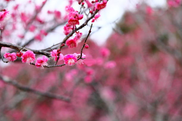 istock Plum in plum garden 1213570052