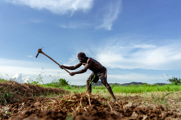 istock Rural farmer in Malawi, Africa 1213570337